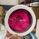 Preserved large hot pink Rose in round box