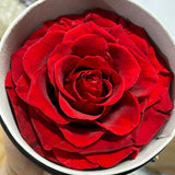 Preserved large red Rose in black round box