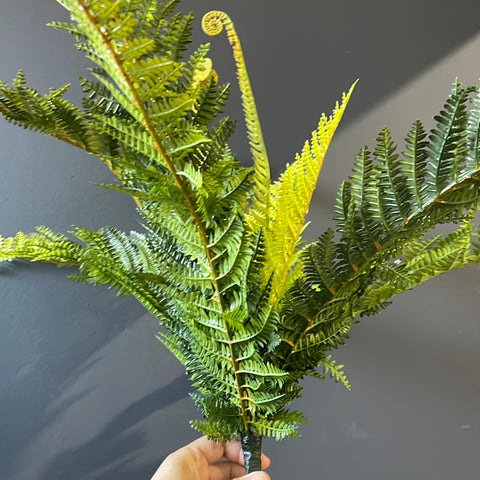 Curly Fern leaf for Wedding home decor