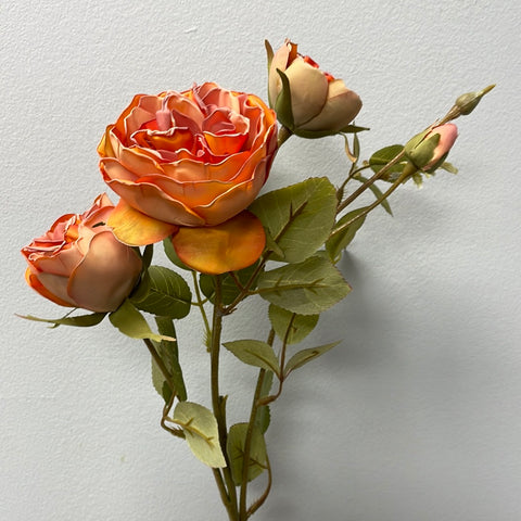 Burnt orange with burnt edge Single Stem RocoCo Austin Rose