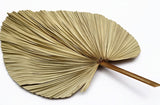 Dried beige Palm Leaf regular size filler