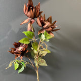 New Single Stem chocolate Clematis