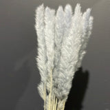 25” Dusty Blue pack of 15 pampas grass stick (M)