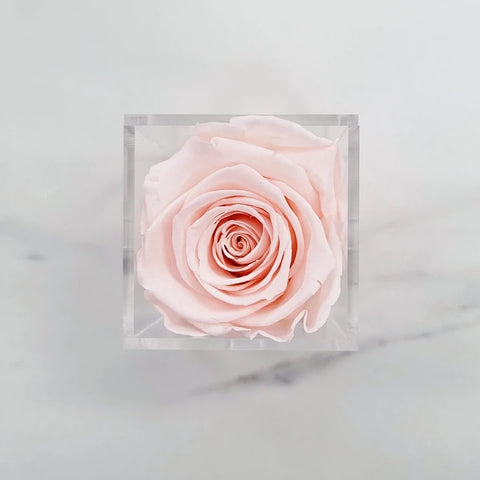 Preserved Rose in acrylic box Pink (box of 1)