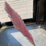 Large Pink pampas grass stem 40” tall