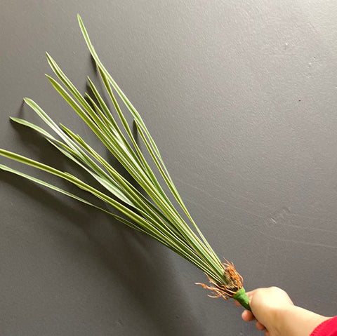 Thin long leaf lily grass Artificial Real touch greenery