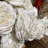 cream puffy Roses