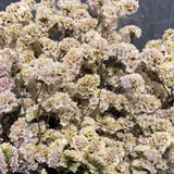 Preserved Beige Statice forget me not