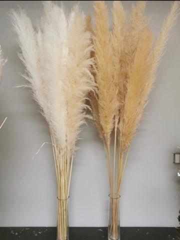 Large Cream pampas grass stem 40” tall