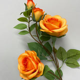Orange Single Stem RocoCo Rose
