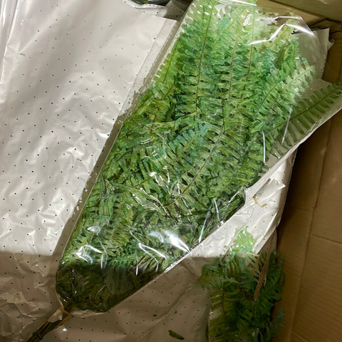 Preserved Bundle of Fern Green