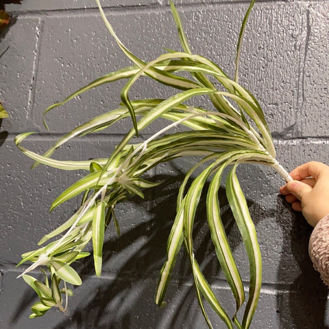 Green Spider plant for Wedding home decor