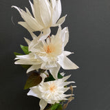 New Single Stem white Cream Clematis