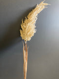 Pampas Grass beige cream (s)