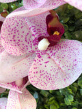 Spotted Pink LARGE REAL TOUCH PHALAENOPSIS ORCHID ARTIFICIAL FLOWER