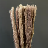 25" Brown chocolate mini pampas grass stick (M)