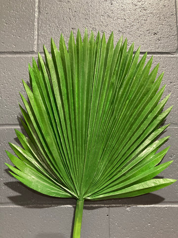 Green Palm Leaf (L)