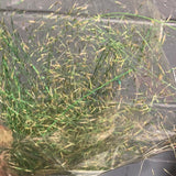 Preserved Green Dried Grass bunch 30”(50/bundle) Muhlenbergia capillaris