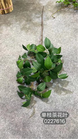 New Long stem Camellia leaf greenery