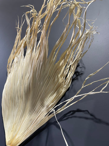 Bleached Dried Cream Palm Leaf Large size