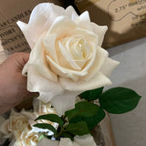 New Champagne Duchess Moist TouchT Open Rose (White)