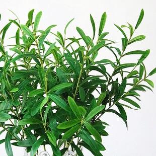 Green Artificial flower Olive leaf only