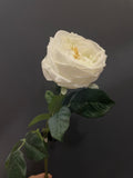 New Austin Moist TouchT Open Rose Ceam/white