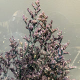 Preserved Purple Limonium Caspia