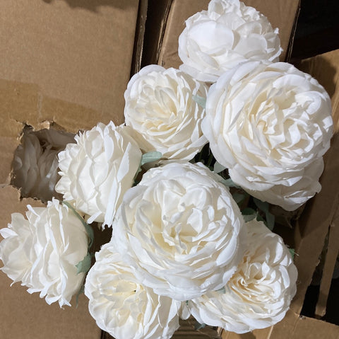 cream puffy Roses