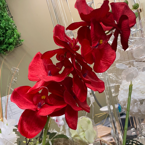 PHALAENOPSIS ORCHID RED