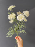 Cream wild Cross cosmos chrysanthemum daisy SUN FLOWER family white