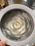 Preserved Jumbo Rose Gift Box White