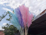 Large Pink pampas grass stem 40” tall