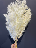 Preserved white filler Ming fern asparagus