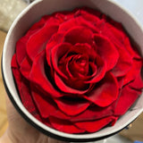 Preserved large red Rose in black round box