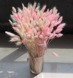 Dried Orange Lagurus Bunny Tail grass (bundle of 50)