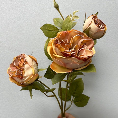 Single Rose Rococo Burnt Coffee Color with burnt edge Single Stem RocoCo Austin Rose