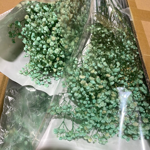 Preserved baby’s breath bunch Mint t blue