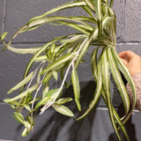 Green Spider plant for Wedding home decor