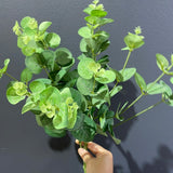 Eucalyptus leaf for Wedding home decor (Green)  EUC1