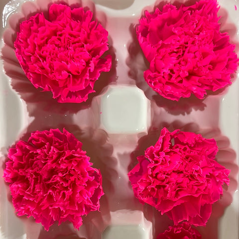 Preserved Carnation Hot pink (box of 8)
