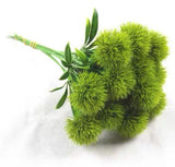 light GREEN trick dianthus filler Pom (bundle of 10)