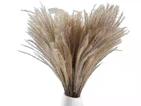 Cream Preserved pampas grass bunch 24” (50/bundle) Horsetail