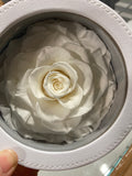 Preserved Jumbo Rose Gift Box White