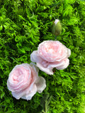 2+1 head Pink Puffy Rose Spray artificial flower - Richview Glass Wedding Supplies