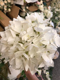 Single stem Hydrangea white