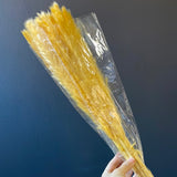 25" pack of 15 Yellow mini pampas grass stick (M)