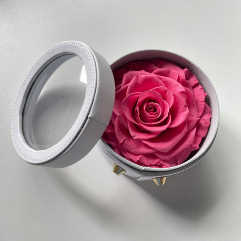Preserved large dusty pink Rose in round box