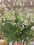 Green Leaf with White flower long stem baby breath