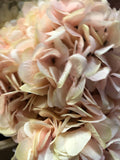 Vintage light pink Hydrangea Bunch new